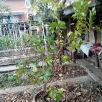 Лимонное дерево, в г.Кишинёв