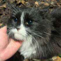 Котейка ищет дом и семью !, в Казани