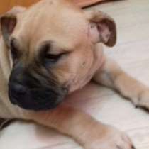 Щенок мальчик (ка де бо), в Санкт-Петербурге