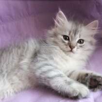 Котенок шотландской вислоухой, в Санкт-Петербурге