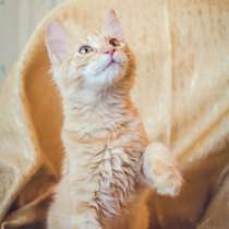 Предлагаются очаровательные рыжие котята, в Санкт-Петербурге