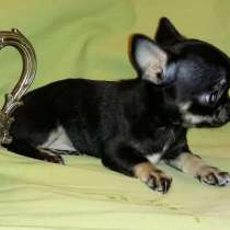 ЧИХУАХУАЗамечательная мини-девочка, в Санкт-Петербурге