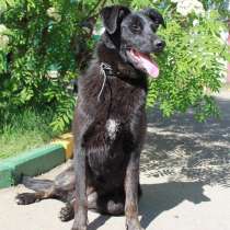 Особенная собачка мечтает о доме, в Москве