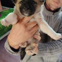 Отдам щенка, в Южно-Сахалинске