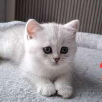 Британские котята, в г.Билефельд