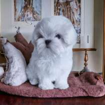 Мальтезе щенки на усыновление рядом, в Тихорецке