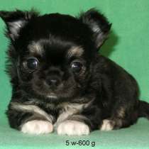 Чихуахуа мини мальчик ДШ, в Санкт-Петербурге