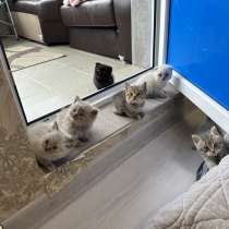 Отдам котят в добрые руки можно выбрать, в Москве