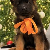 Щенки немецкой овчарки с документами, чистокровные, в Москве