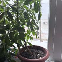 Шеффлера цветок в горшке, в Ростове-на-Дону