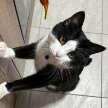 Кот в добрые руки, в Москве