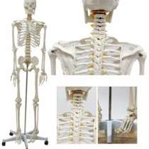 Анатомическая Модель скелета человека 170 см, в Москве