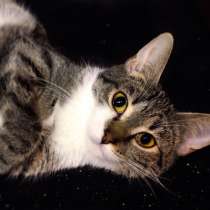 Нежная Ниагара мечтает о теплых домашних буднях, в Москве