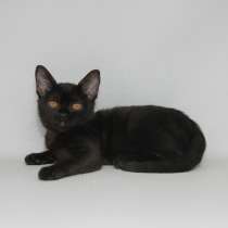 Бомбейская кошечка, в Москве