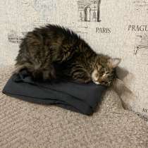 Кошка, в Чите