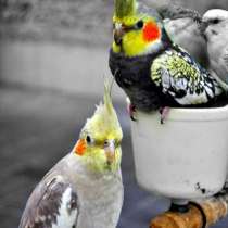 Приму в дар Приму в дар попугайчика, в Москве