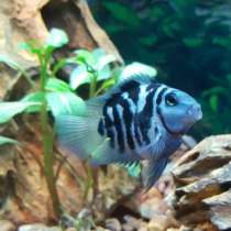 Рыбки аквариумные, в Саратове