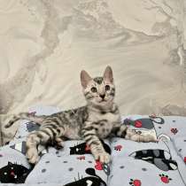 Бенгальские котята из питомника, в Санкт-Петербурге