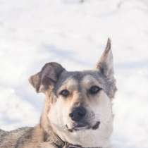 Отдам даром В самые добрые руки девочка Ника, в Санкт-Петербурге
