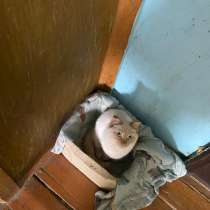 Кот бесплатно, в Якутске