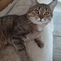 Котенок ищет дом, в Кемерове