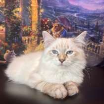 Красавчик Амин Амр Хамса, в Москве