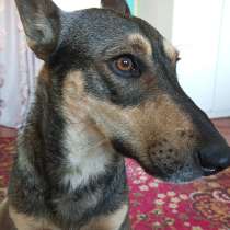 Отдам собаку, в Набережных Челнах