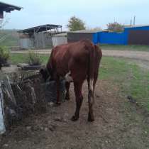 Корова, в Сальске