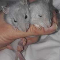 Самые красивые и умные крысята ОЧЕНЬ ждут заботливых хозяев, в Колпино