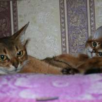 Абиссинский котенок, в Саранске