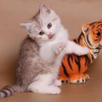 Британский котик редкого окраса, в Санкт-Петербурге