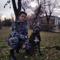 Передержка собак, в г.Луганск