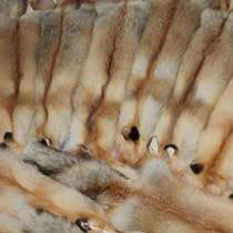 Продам шкуры лисы рыжей, в Новосибирске