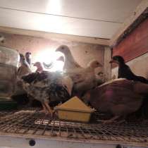Цыплята Плимутрок, Адлерская серебристая и Брама, в Геленджике