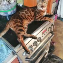 Продам бенгальскую кошку, в Кемерове