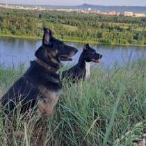 Собака, в Красноярске