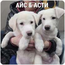 Щенки Айс и Асти даром, в Москве
