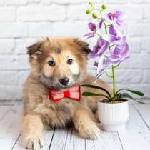 Щенок в добрые руки, в Солнечногорске