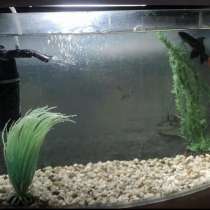 Аквариум, в Сургуте