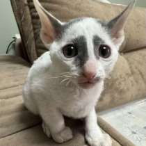 Котята Корниш-рекс, в Москве