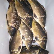 Рыба оптом КАРП 180 р кг, в Белгороде