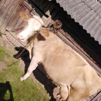 Корова, в Смоленске