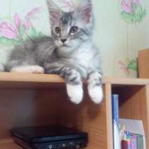 Мейкуны для дома и разведения, в Санкт-Петербурге