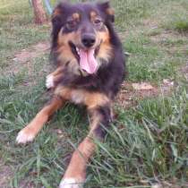 Красавчик Ширли в дар, в Москве