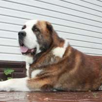 Вязка, в Москве