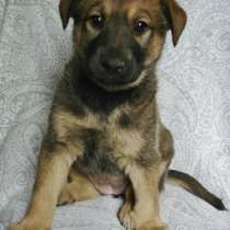 Щенки 2 месяца, мальчики и девочки, в Санкт-Петербурге