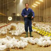 ТРЕБУЮТСЯ на ФЕРМУ - СКОТНИК/ПТИЦЕВОД/РАЗНОРАБОЧИЙ, в Липецке