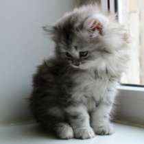 Шотландский котенок мальчик, в Санкт-Петербурге