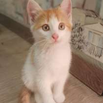 Котенок 2 месяца ищет дом, в Салавате