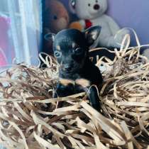 Той-терьер, в Уссурийске